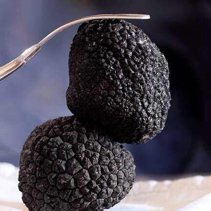 14ème Fête de la Truffe à Campagnac-Les-Quercy