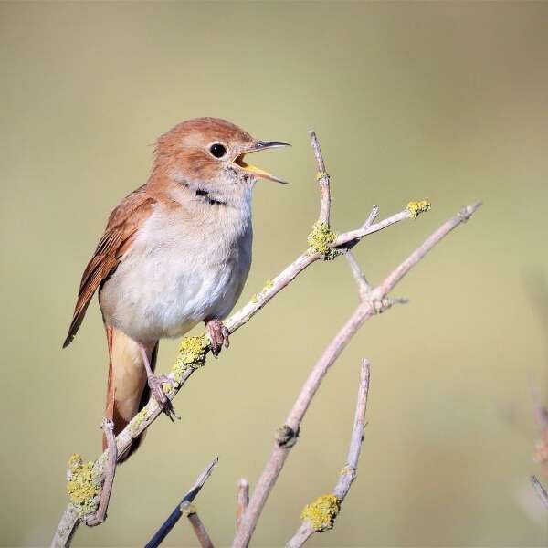 Le langage des oiseaux