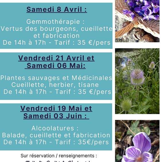 La voie des Plantes Sauvages - Alcoolatures