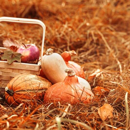 Automne à la ferme : La Chèvre et le Chou
