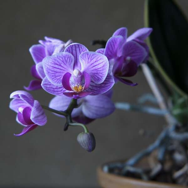 Terre en vert : Balade Orchidées