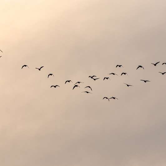 Conférence : Les oiseaux migrateurs