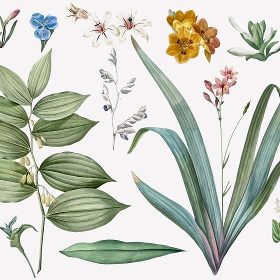 Terre en vert : Balade botanique