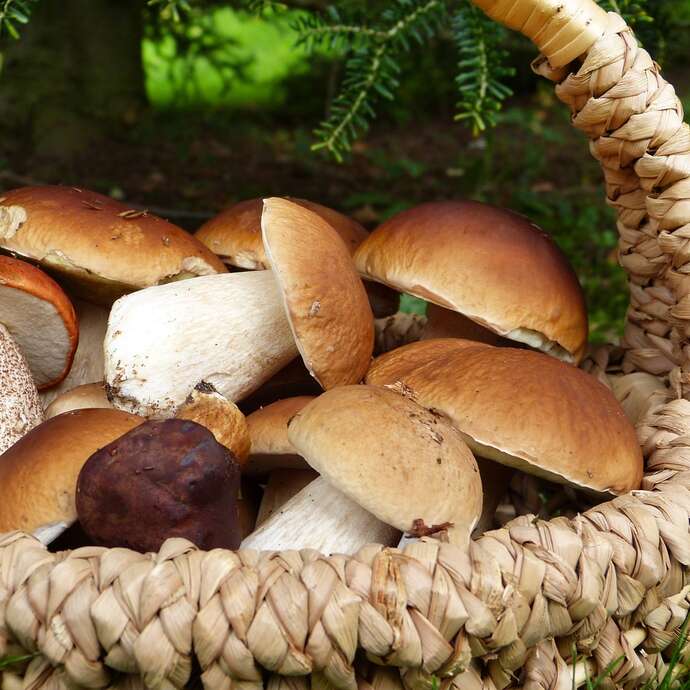 Champignons d'automne