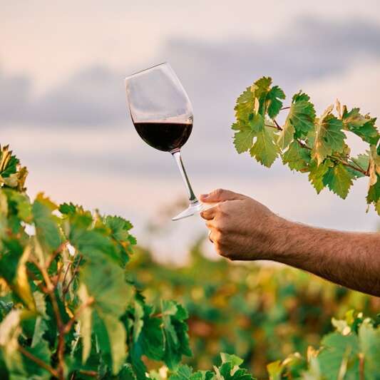 Soirées Vigneronnes au Domaine de Lasfargues Soirées Vigneronnes au Domaine de Lasfargues