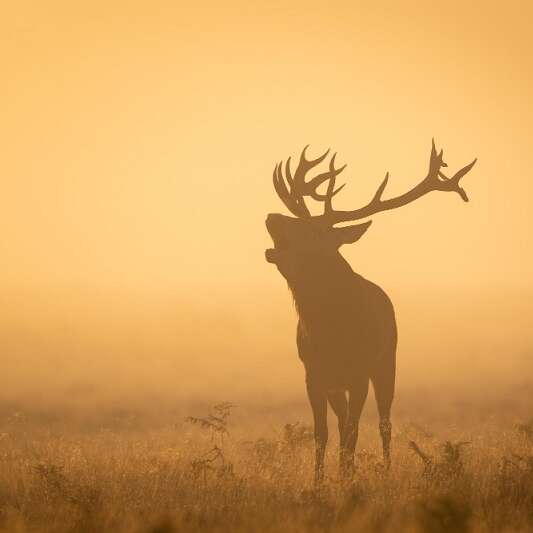 Repas de chasse