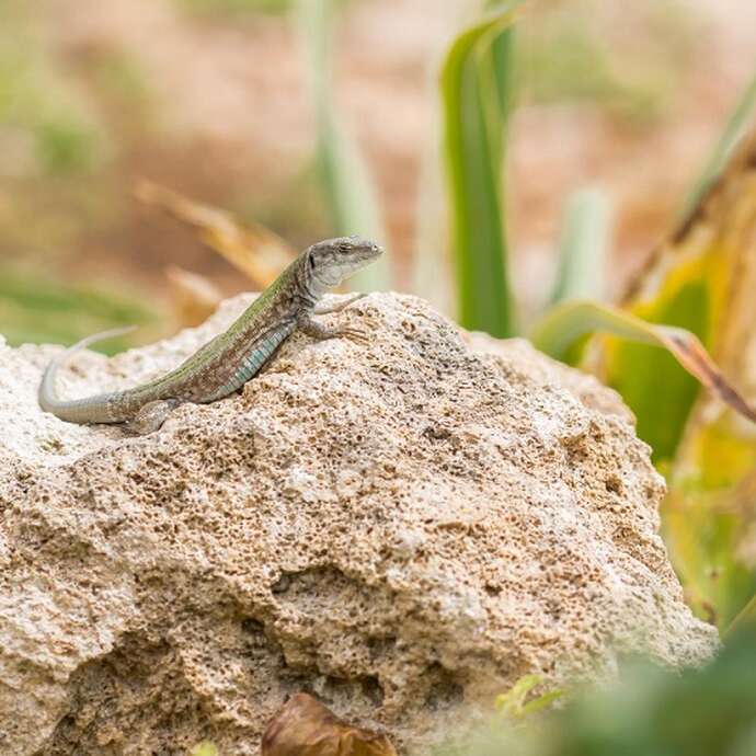 Terre en vert : Approche et présentation des reptiles locaux