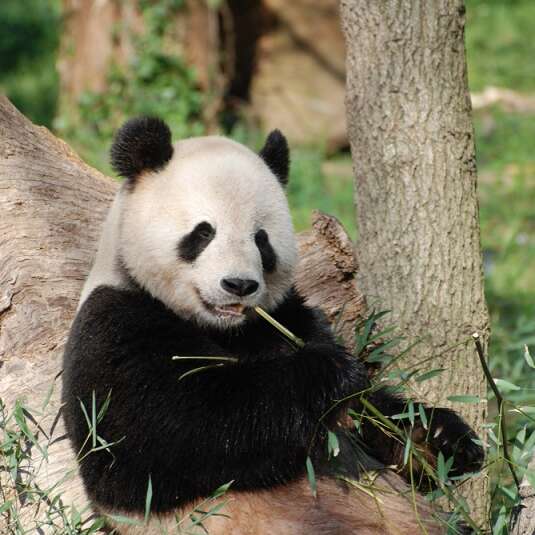 Ciné passion : Moon le panda