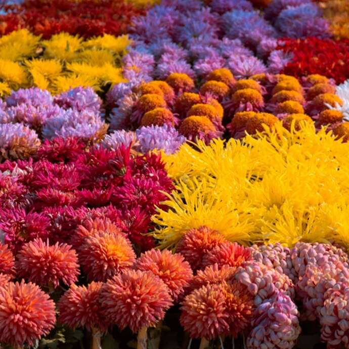 4ème édition de la Fête de la Nature: Saint Cyprien en fleurs
