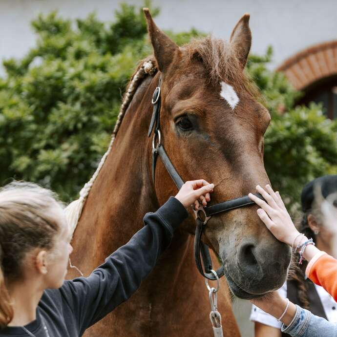 200 ans du Haras : Visite Le cheval breton