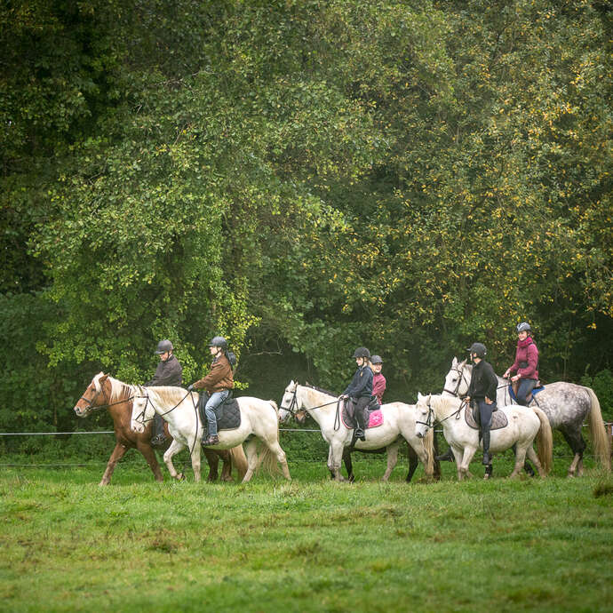 Les chevaux du Coat