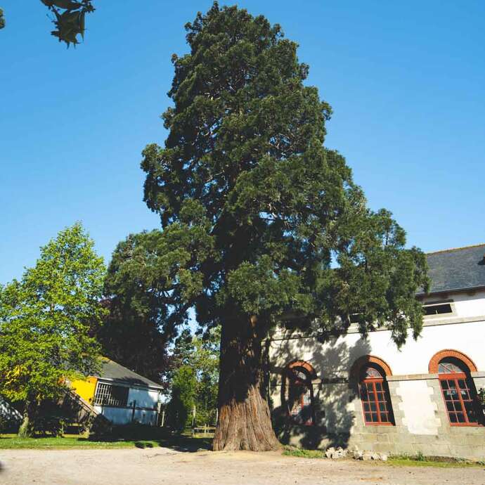 Séquoia géant (Sequoiadendron giganteum) -  Près de 130 ans