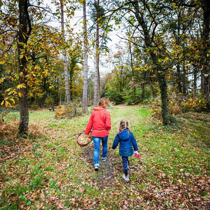 Forêt de La Hunaudaye