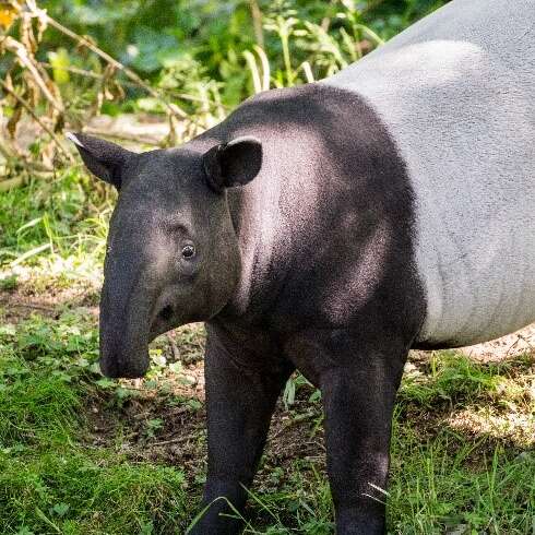 Zooparc de Trégomeur