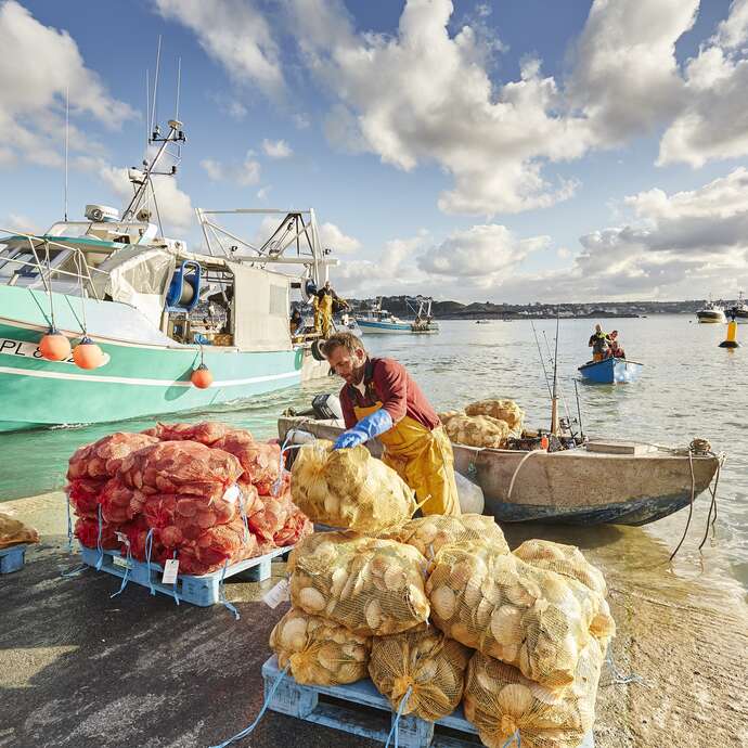 Coquilles Saint-Jacques
