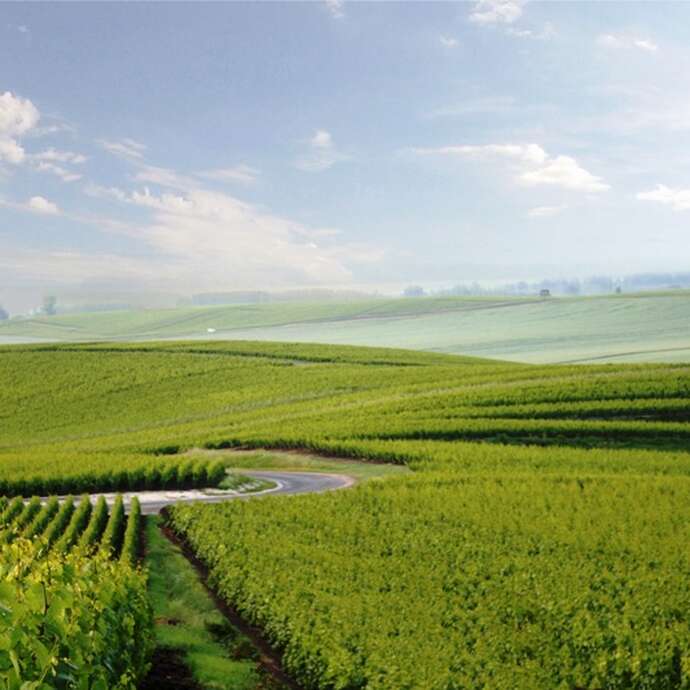 Champagne Yveline Prat