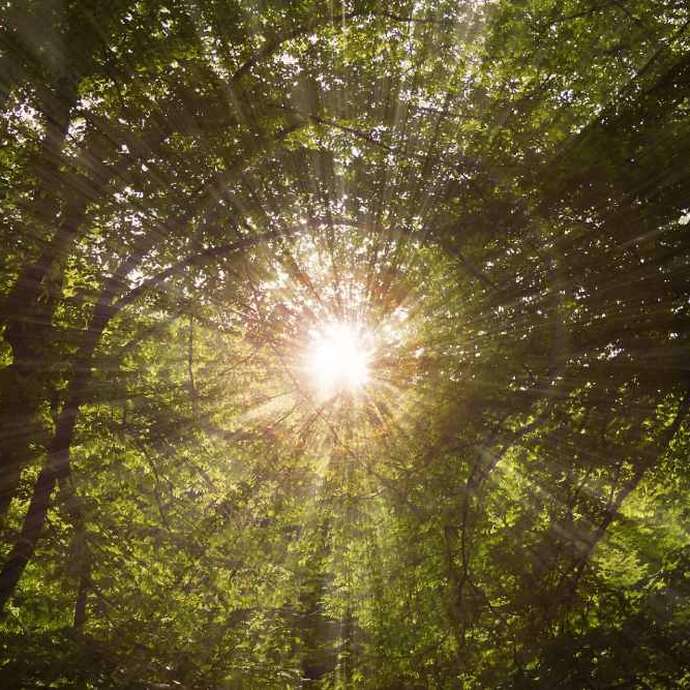 Récré Nature "Les secrets des arbres" à Larzicourt