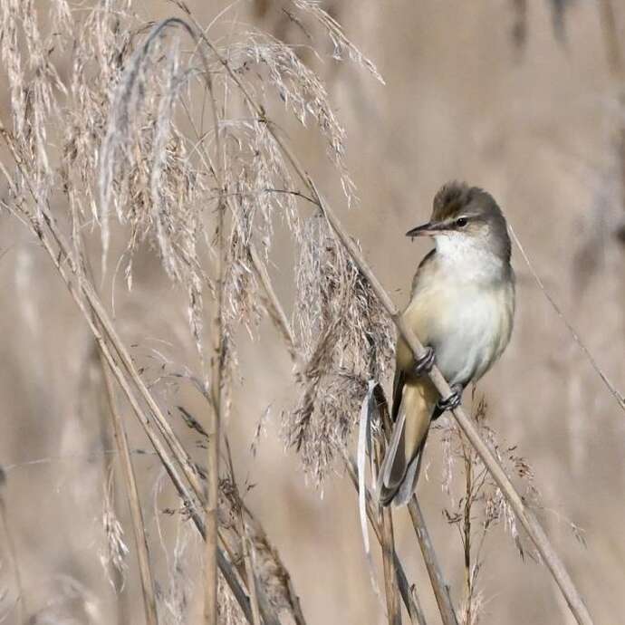 Le printemps des étangs à Der Nature