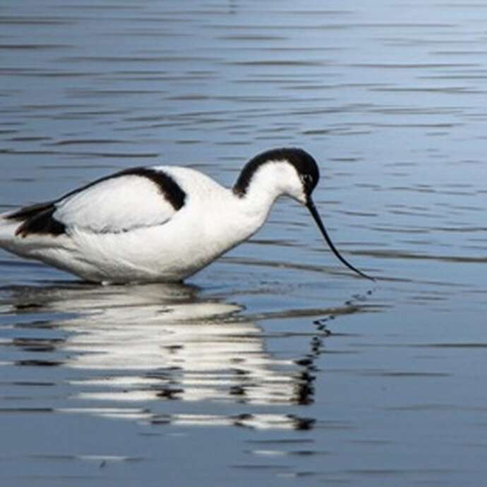 Exposition photos : Oiseaux en Baie de Somme