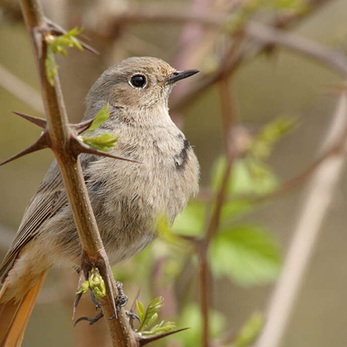 Natur-Treff: Vogelstimmen