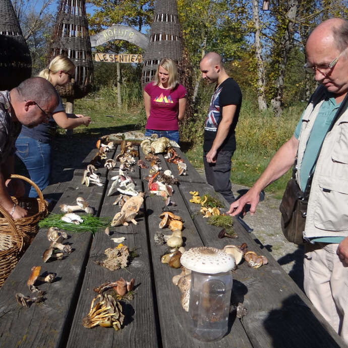 Rendez-vous nature : Les champignons