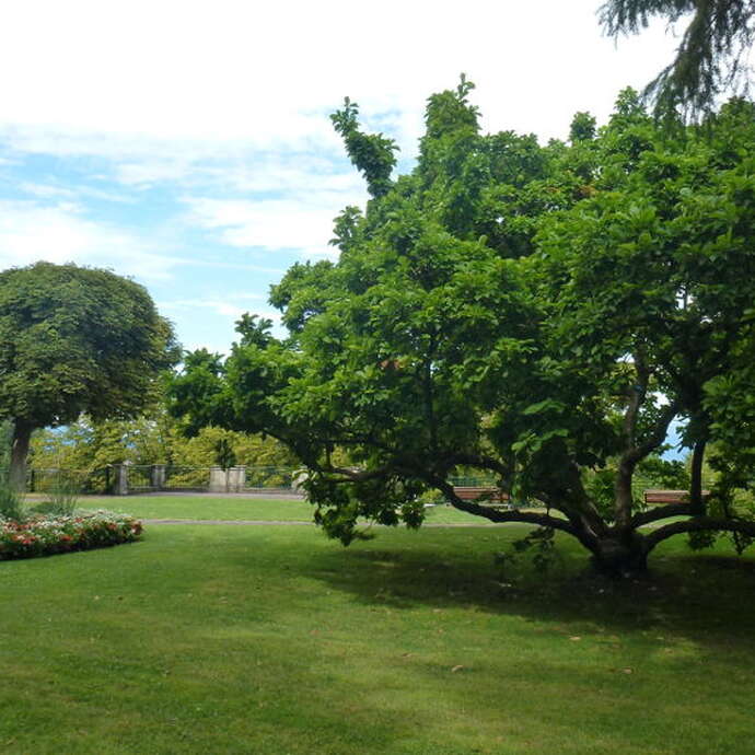 Guided tour of the Bas Rebberg neighbourhood
