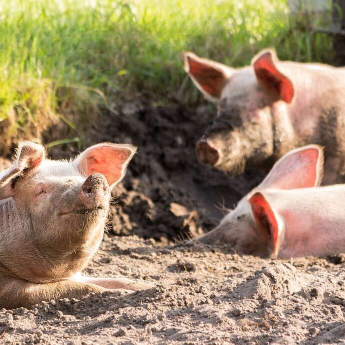 Fête du Cochon