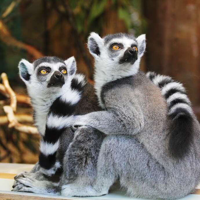 Wir feiern Madagaskar