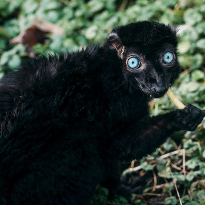 Celebrating Madagascar