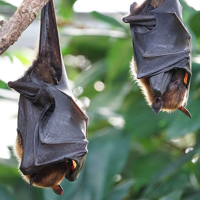 Nuit de la chauve-souris au Zoo