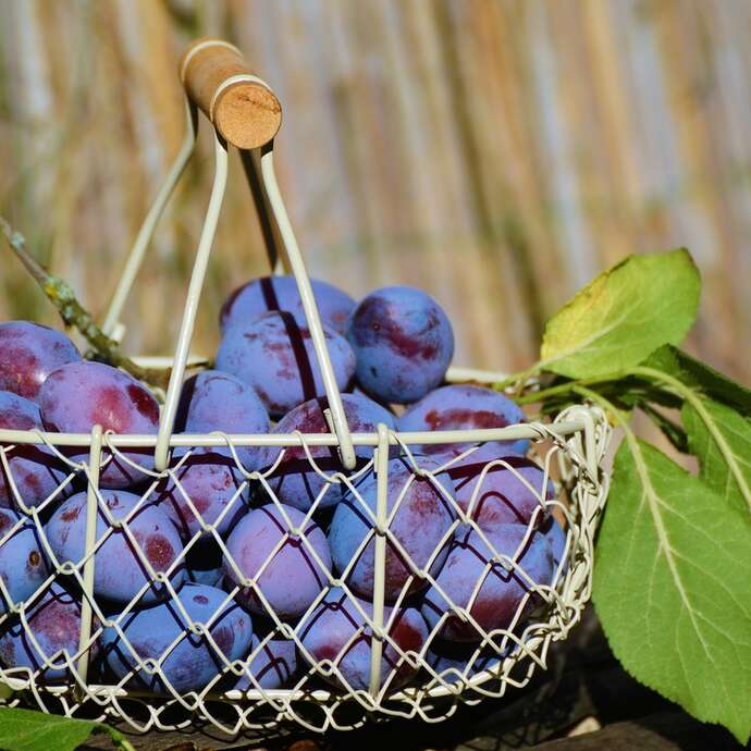 Fête de la tarte aux quetsches