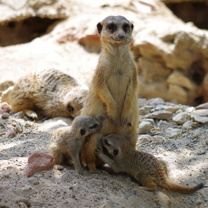 Geführte Tour: Geburten und Zuchtprogramme im Zoo