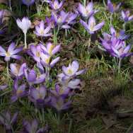 Naturausflug: Erste Frühlingsblumen