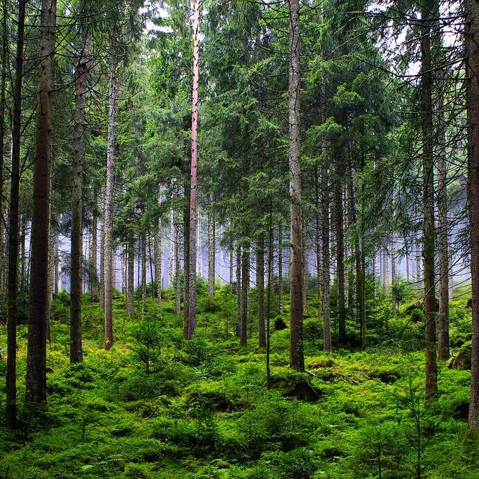 Nature outing: discovering the forest through the senses