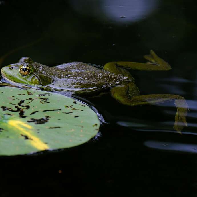 Nature outing: the chapel pond and surrounding area