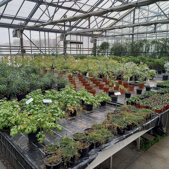 Visite guidée des serres de production et du conservatoire botanique de la Ville de Mulhouse