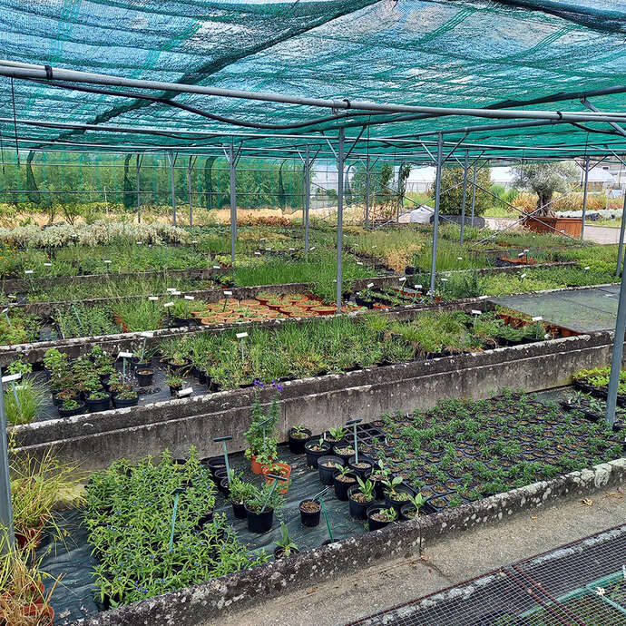 Visite guidée des serres de production horticole de la Ville de Mulhouse