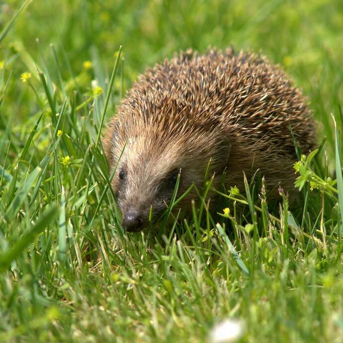 Vorstellung: Gustave und der Regenbogen