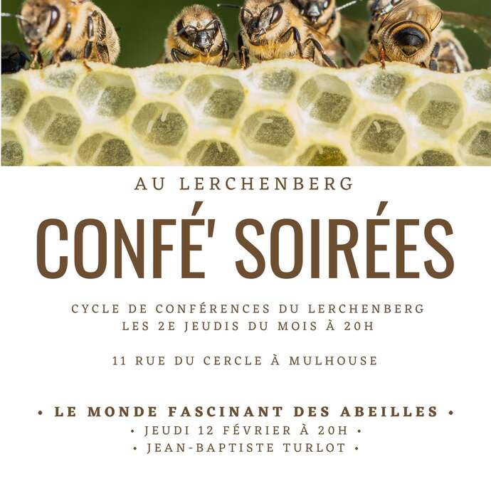 Confé' Soirées - Le monde fascinant des abeilles