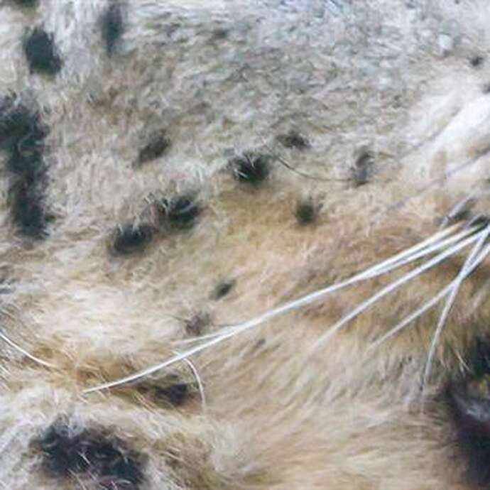 Geführte Tour: Wir haben die Reißzähne!