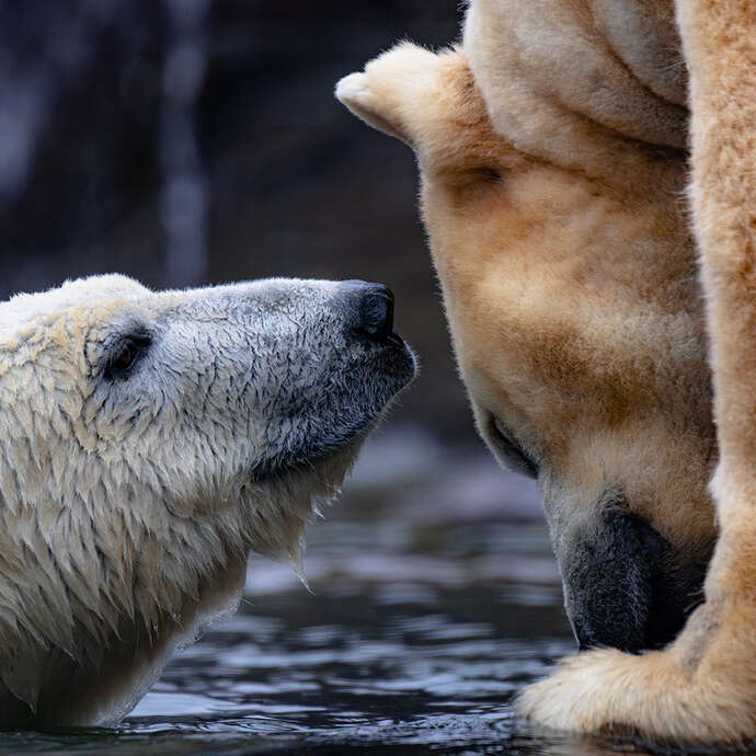 Visite guidée : le zoo s'engage à quoi ? Pourquoi ? Comment ?