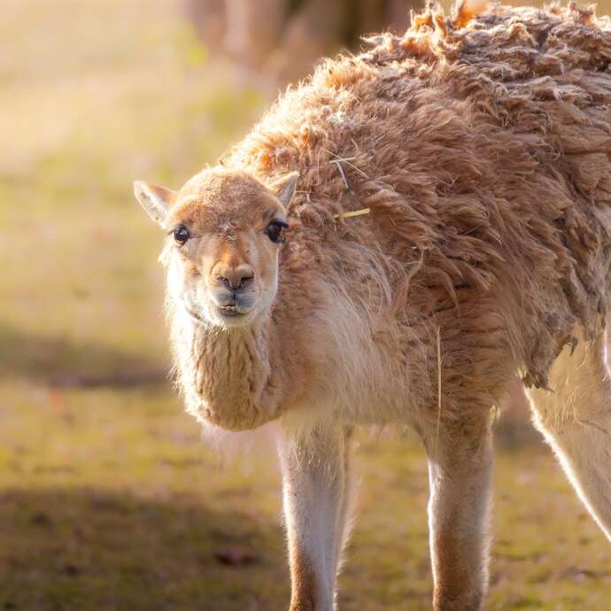 Visite guidée : les animaux, pas si bêtes !