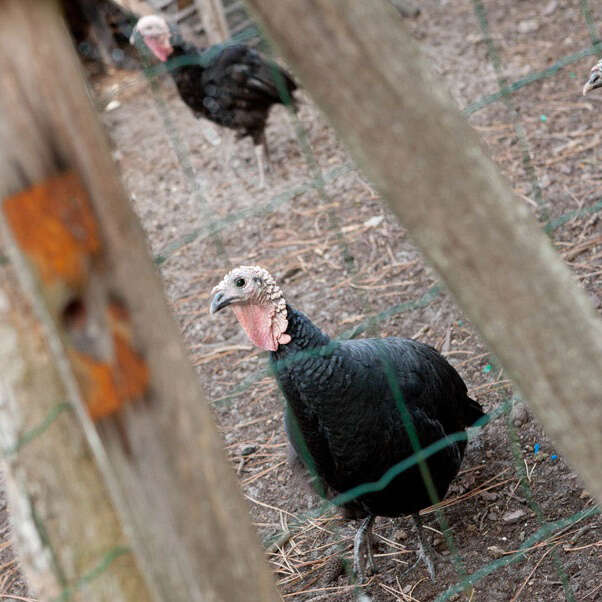 Ferme Pédagogique de Chourdens