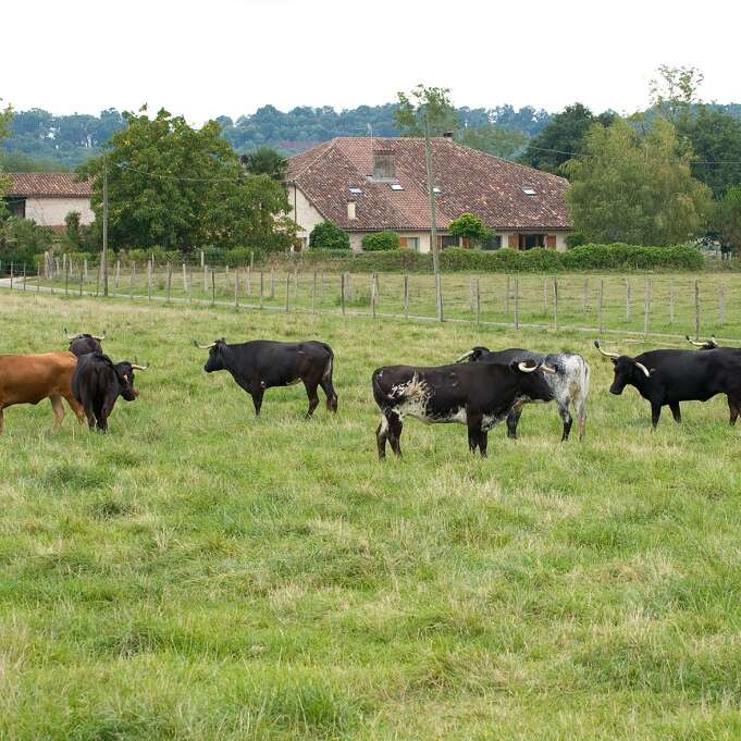 Ganaderia de Maynus