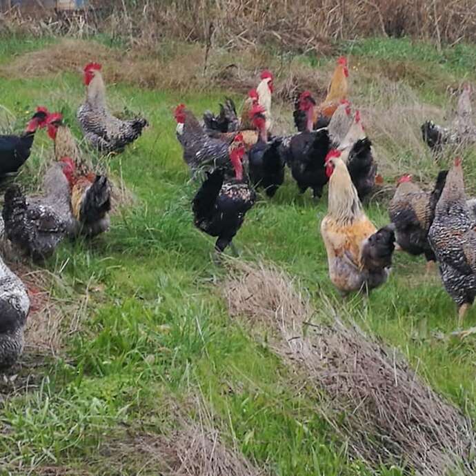 La Ferme de Cécile