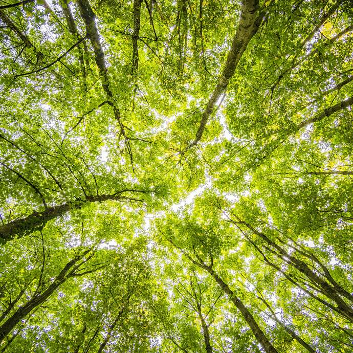 FORET DE BELLEBRANCHE