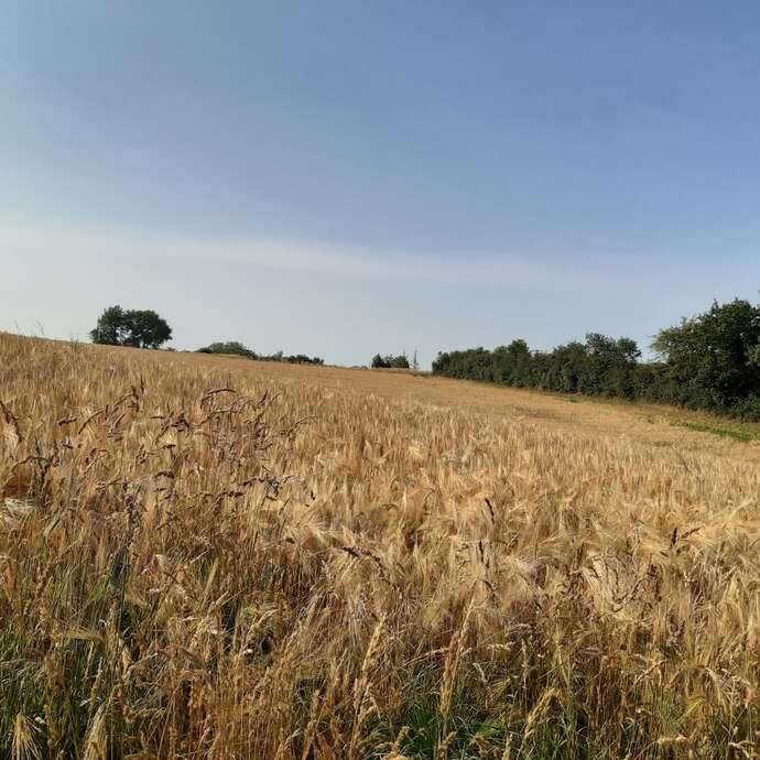 BOUCLE CIRCUIT DU MOULIN BARBET