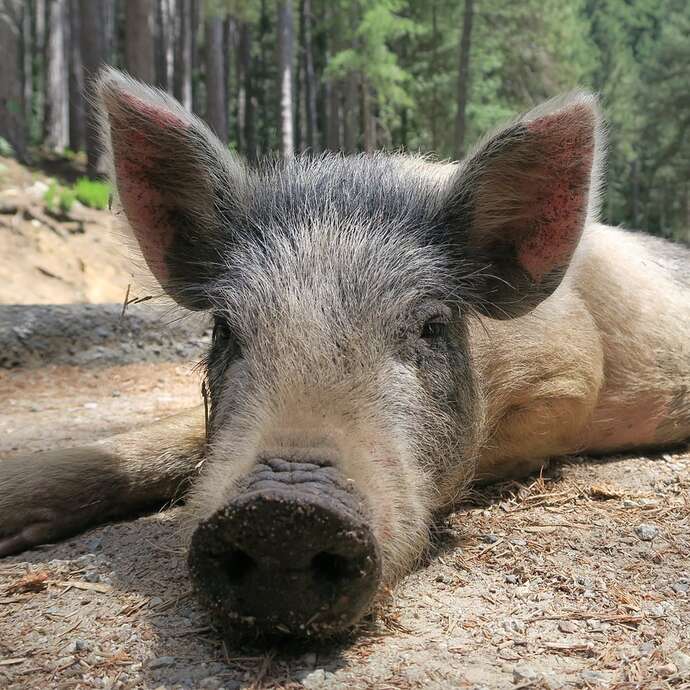 PRODUITS FERMIERS - VIANDE DE PORC ET CHARCUTERIE