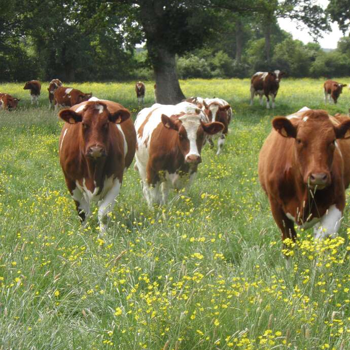 FERME DE BELLEVUE