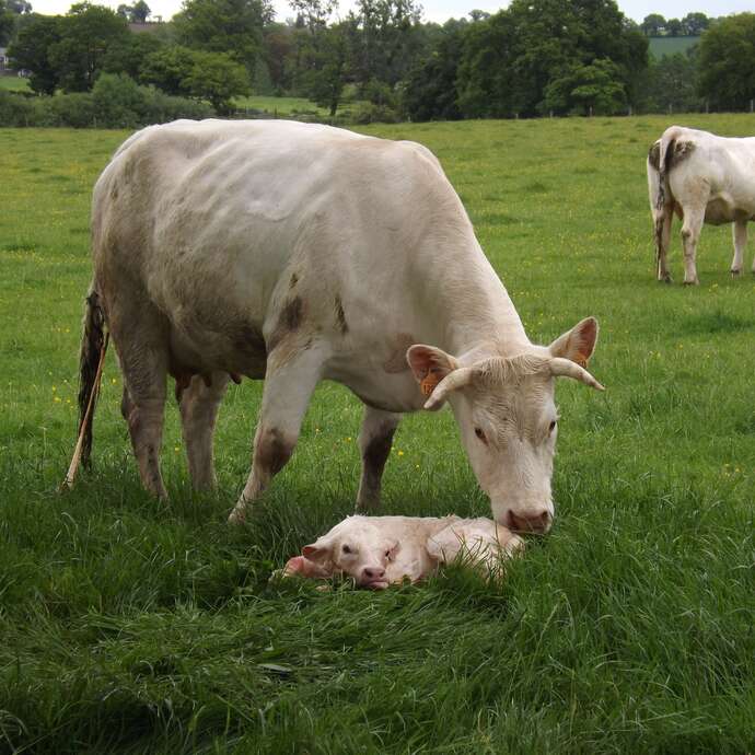 LA FERME DE TOM